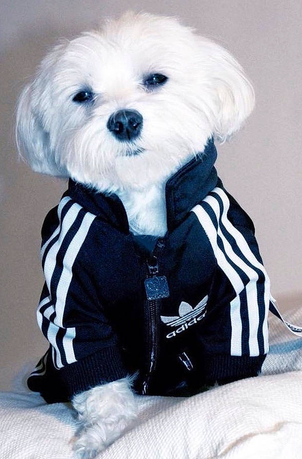 Alexander joined the competition — help win amazing prizes! bichon, bolognese, bolonka, canidae, carnivore, companion_dog, dog, dog_breed, dog_clothes, havanese, maltepoo, maltese, mammal, morkie, non_sporting_group, puppy, puppy_love, rare_breed_dog, toy_dog, west_highland_white_terrier