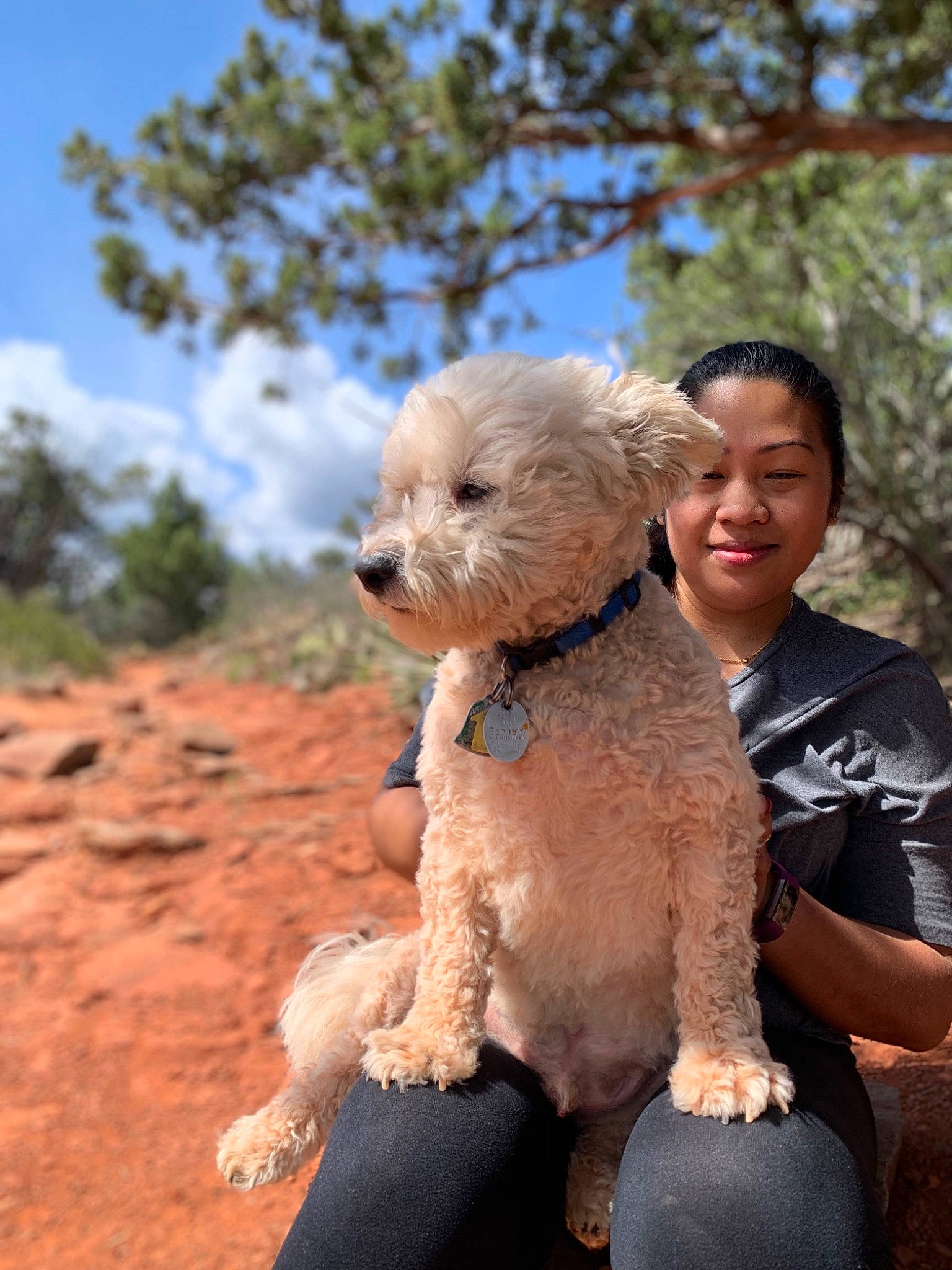 Alexander is registered to the contest to win money with this photo: canidae, carnivore, companion_dog, dog, dog_breed, goldendoodle, labradoodle, miniature_poodle, morkie, non_sporting_group, poodle_crossbreed, schnoodle, toy_poodle