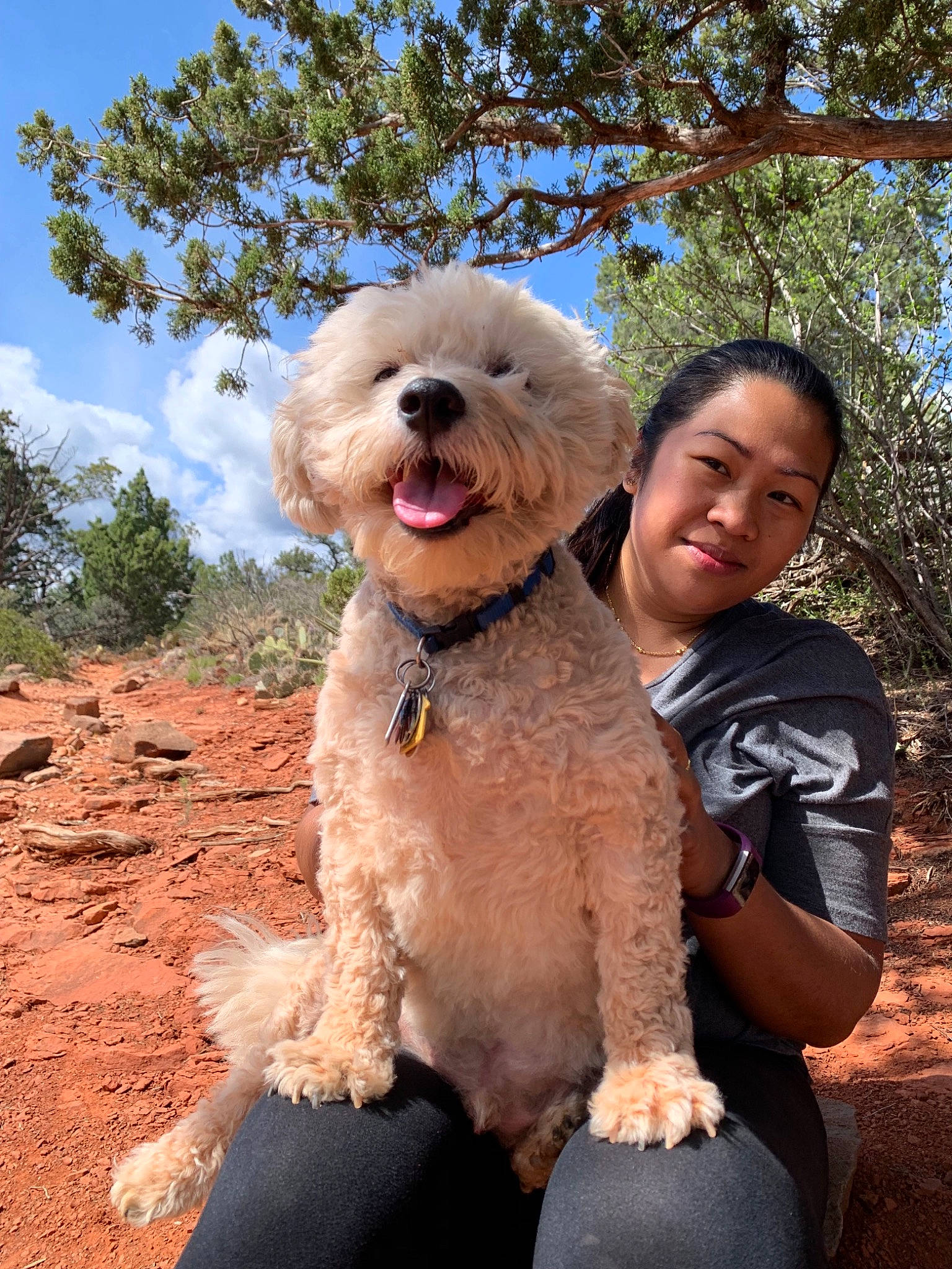 Alexander is registered to the contest to win money with this photo: canidae, carnivore, cockapoo, companion_dog, dog, dog_breed, goldendoodle, labradoodle, maltepoo, mammal, non_sporting_group, poodle, poodle_crossbreed, rare_breed_dog, sapsali, schnoodle, sporting_group, terrier, toy_poodle, vertebrate