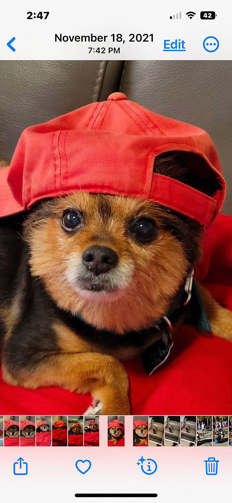 Jake joined the competition — help win amazing prizes! ancient_dog_breeds, canidae, carnivore, companion_dog, corgi_chihuahua, costume_hat, dog, dog_breed, dog_clothes, dog_supply, fashion_accessory, fawn, fur, german_spitz, personal_protective_equipment, photo_caption, snout, toy_dog, whiskers, working_animal