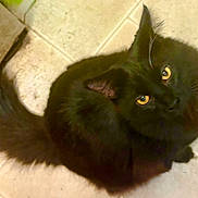 Ozzy Osbourne is registered to the contest to win money with this photo: animal, black_cat, cat, companion, curious, cute, domestic, ears, feline, floor, fluffy, fur, indoor, looking_up, mammal, pet, tail, tiles, whiskers, yellow_eyes