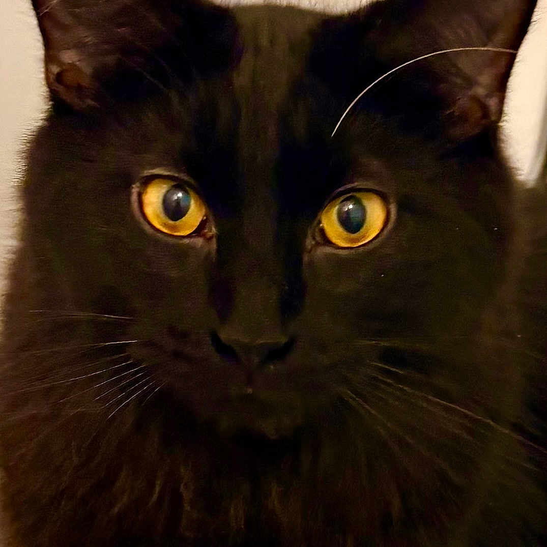 Ozzy Osbourne joined the competition — help win amazing prizes! alert, animal, black_cat, cat, close_up, cute, domestic_animal, ears, eye_contact, face, feline, fur, golden_eyes, indoor, looking, mammal, pet, portrait, soft_light, whiskers