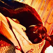 Targus joined the competition — help win amazing prizes! animal, black_cat, blanket, cat, collar, cozy, curious, domestic_animal, eyes, feline, fur, indoor, mammal, pattern, pet, quilt, relaxed, resting, warm_lighting, wood_paneling