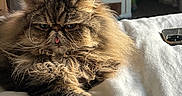 Meztzlie joined the competition — help win amazing prizes! animal, bed, blanket, cat, cozy, cute, domestic, feline, fluffy, fur, home, indoor, lazy, living_room, mammal, persian_cat, pet, resting, tongue_out, whiskers