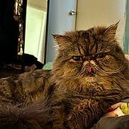 Meztzlie is registered to the contest to win money with this photo: cat, persian_cat, feline, tongue_out, fluffy, long_hair, pet, indoor, bed, blanket, whiskers, paws, portrait, close_up, sleepy, grumpy, furniture, mirror, door, cozy