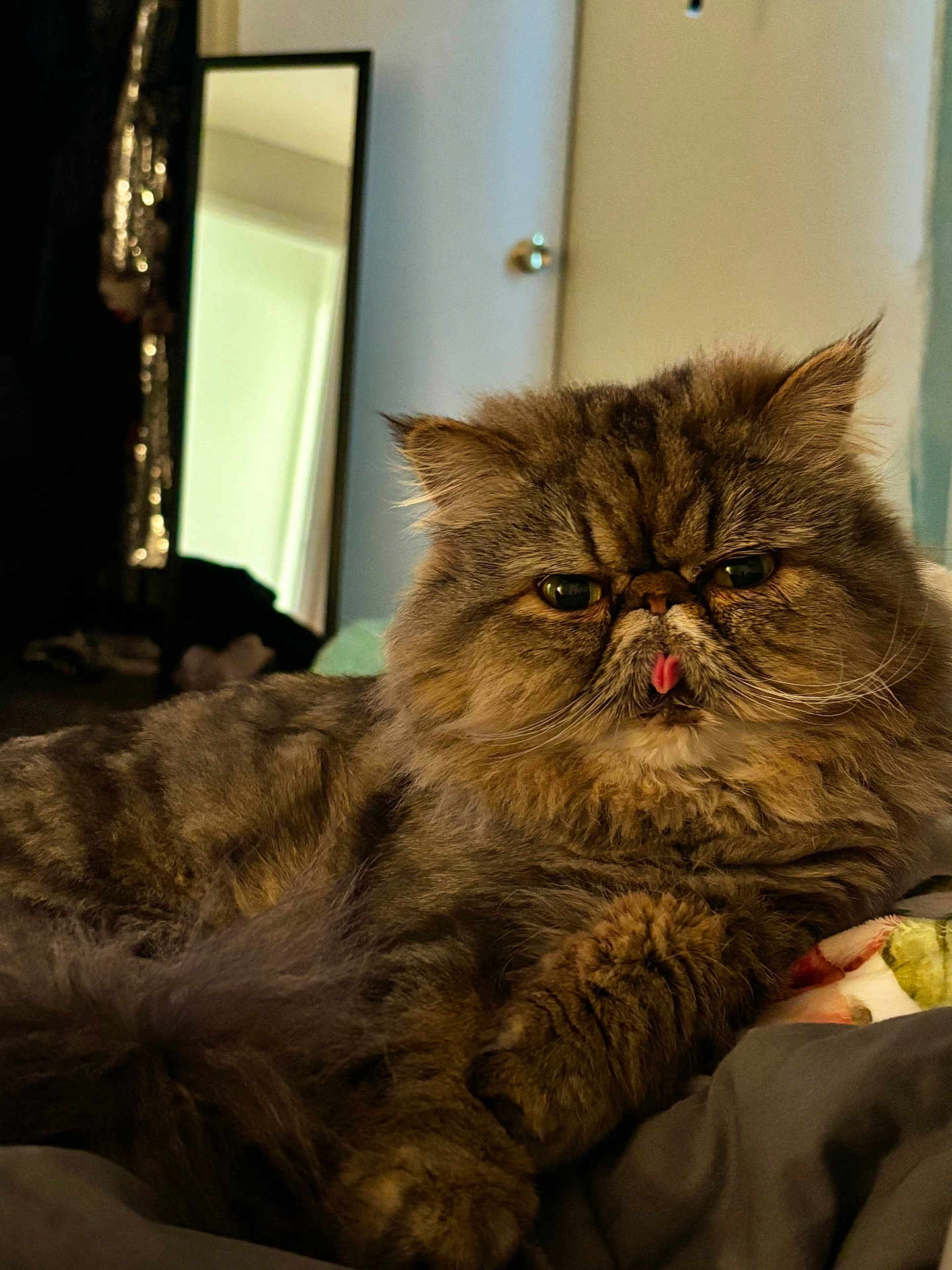 Meztzlie is registered to the contest to win money with this photo: cat, persian_cat, feline, tongue_out, fluffy, long_hair, pet, indoor, bed, blanket, whiskers, paws, portrait, close_up, sleepy, grumpy, furniture, mirror, door, cozy