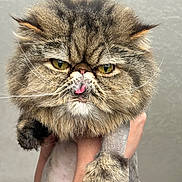 Meztzlie joined the competition — help win amazing prizes! animal, cat, closeup, cute, domestic_animal, expression, eyes, face, feline, fluffy, funny, fur, grumpy, hands, indoor, mammal, pet, portrait, tongue_out, whiskers