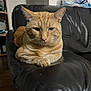 cat, ginger_cat, tabby, pet, animal, feline, indoor, couch, leather, furniture, resting, paw, ears, whiskers, face, home, living_room, domestic, mammal, relaxed