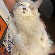 Okome is registered to the contest to win money with this photo: cat, fluffy, white, pet, sleepy, relaxed, indoor, closeup, cute, fur, animal, comfort, person, holding, hands, resting, cozy, soft, domestic, mammal