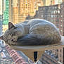 cat, sleeping, pet, feline, window, cityscape, indoor, cozy, fur, resting, animal, household, curled_up, calm, daylight, perch, domestic, cute, quiet, relaxation