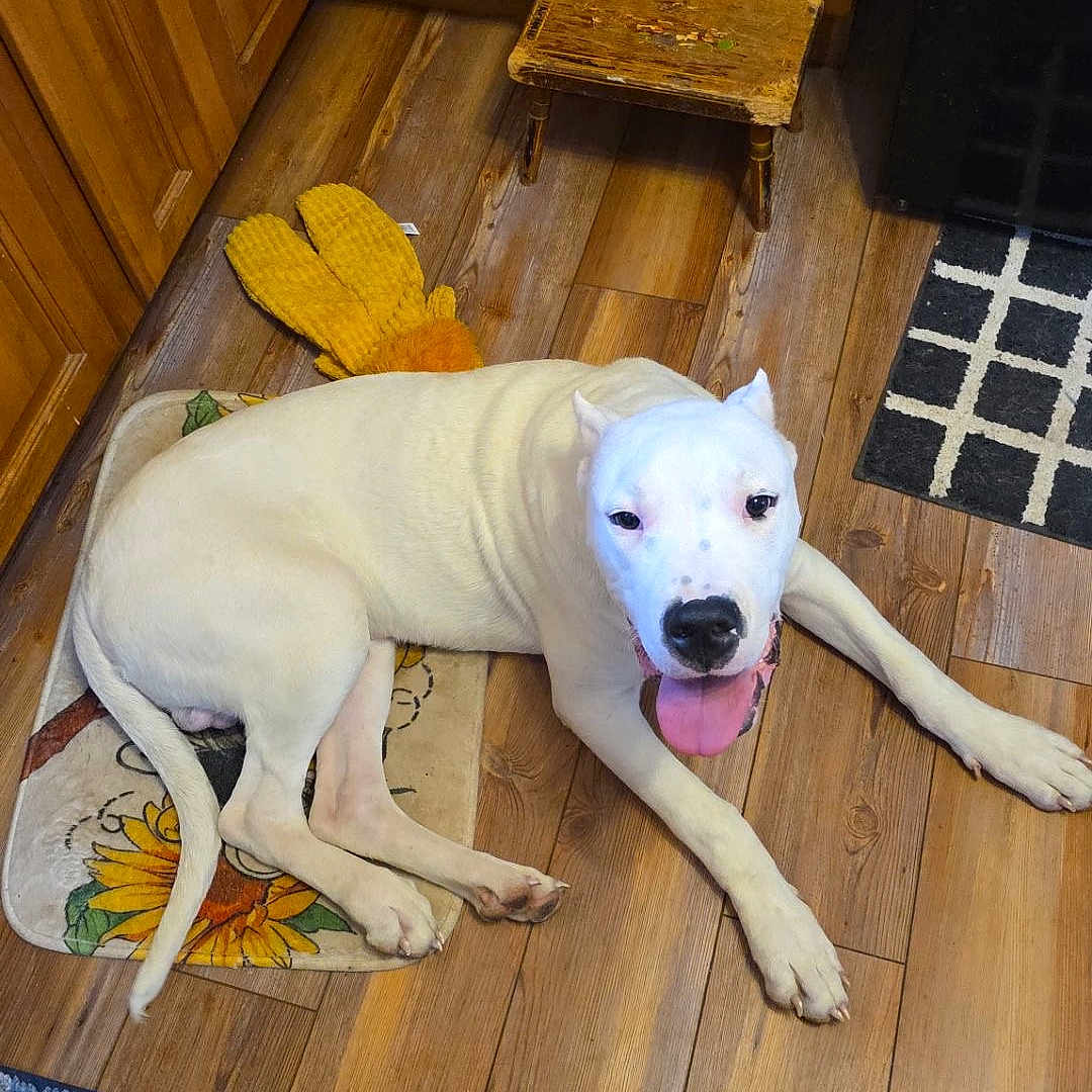 Thor is registered to the contest to win money with this photo: dog, white_dog, tongue_out, floor, wooden_floor, mat, sunflower, kitchen, wooden_cabinet, stool, toy, yellow_toy, pet, animal, indoor, happy, relaxed, looking_up, playful, domestic