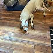 Thor joined the competition — help win amazing prizes! dog, white_dog, muddy_paws, floor, wooden_floor, food_bowl, water_bowl, mat, sunflower, bee, indoor, pet, resting, lying_down, canine, domestic_animal, kitchen, brown_floor, animal, household