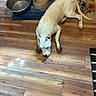 dog, white_dog, muddy_paws, floor, wooden_floor, food_bowl, water_bowl, mat, sunflower, bee, indoor, pet, resting, lying_down, canine, domestic_animal, kitchen, brown_floor, animal, household