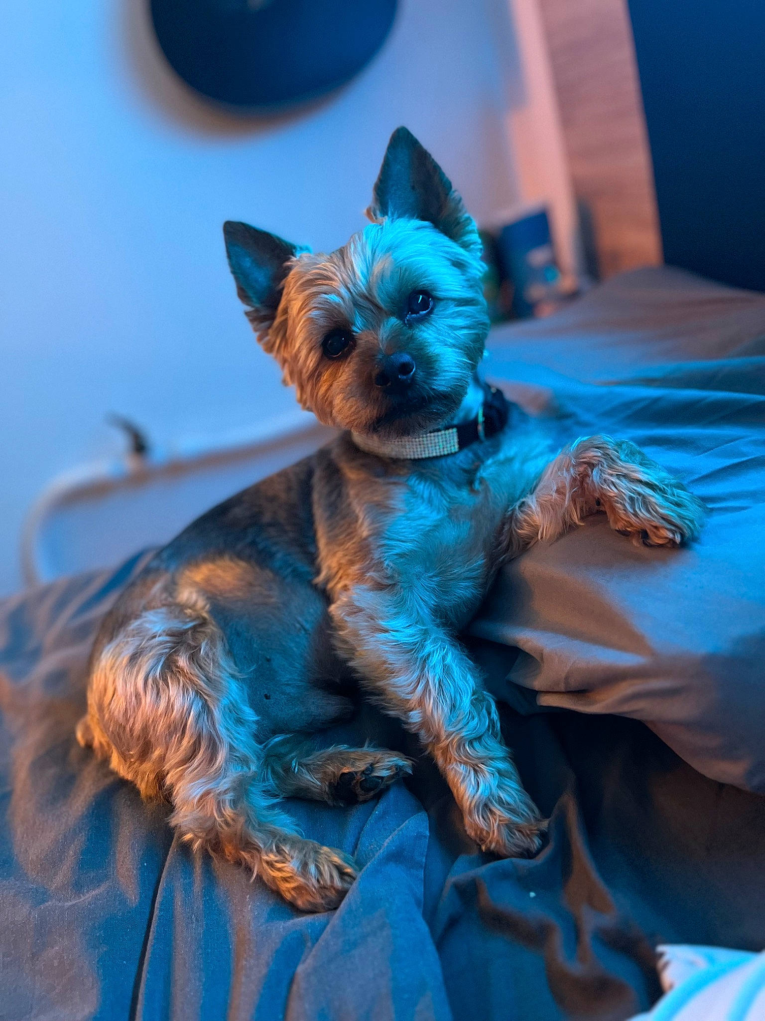 Honey participe au concours pour gagner de l'argent avec cette photo : azure, blue, canidae, carnivore, companion_dog, costume, dog_breed, dog_supply, electric_blue, event, fashion_accessory, fawn, felidae, fur, magenta, purple, snout, tail, toy_dog, whiskers