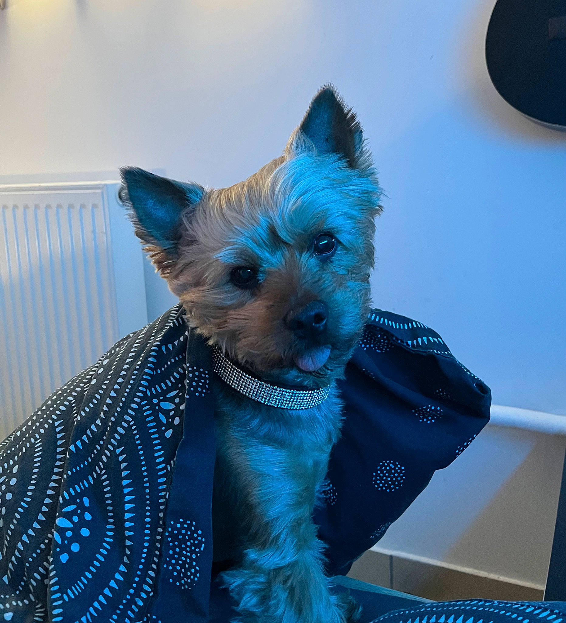 Honey participe au concours pour gagner de l'argent avec cette photo : azure, blue, canidae, carnivore, companion_dog, dog_breed, dog_supply, electric_blue, fawn, felidae, fur, snout, sporting_group, tail, terrestrial_animal, toy_dog, whiskers