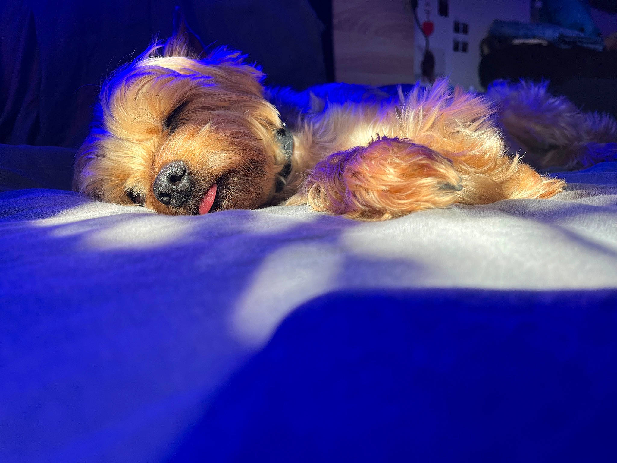 Honey a rejoint le concours — aidez-le/la à gagner de superbes lots ! blue, canidae, carnivore, companion_dog, darkness, dog, dog_breed, dog_supply, electric_blue, event, fawn, felidae, fur, liver, purple, small_terrier, snout, sporting_group, terrier, toy_dog