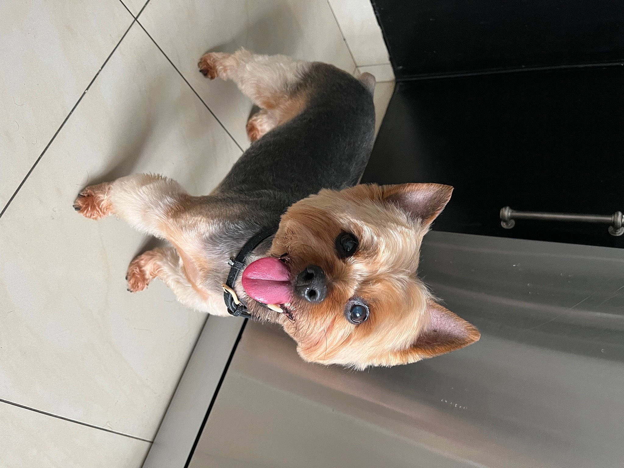 Honey participe au concours pour gagner de l'argent avec cette photo : canidae, carnivore, collar, companion_dog, dog, dog_breed, dog_supply, fawn, felidae, fur, liver, paw, pet_supply, small_to_medium_sized_cats, snout, sporting_group, tail, toy_dog, whiskers, working_animal