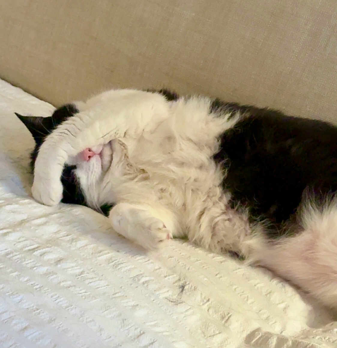 Fifi participe au concours pour gagner de l'argent avec cette photo : cat, sleeping, black_and_white, fluffy, paw, blanket, resting, cute, indoor, cozy, feline, relaxed, fur, pink_nose, cute_pose, animal, pet, comfort, soft, napping