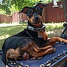 dog, black_and_tan, outdoor, backyard, fence, grass, chair, relaxed, pet, collar, sunlight, canine, ear, paw, animal, nature, leisure, resting, summer, daytime