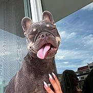 Poppi is registered to the contest to win money with this photo: animal, building, close_up, clouds, dog, eyes_closed, french_bulldog, funny, hand, happy, manicure, outdoor, pet, portrait, reflection, ring, sky, sleepy, tongue, window
