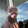 animal, building, close_up, clouds, dog, eyes_closed, french_bulldog, funny, hand, happy, manicure, outdoor, pet, portrait, reflection, ring, sky, sleepy, tongue, window