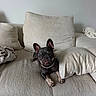 Poppi joined the competition — help win amazing prizes! animal, black_dog, blanket, couch, dog, ears, eyes, face, french_bulldog, indoors, living_room, lying_down, necklace, pearl_collar, pet, pillow, portrait, sitting, sofa, tongue