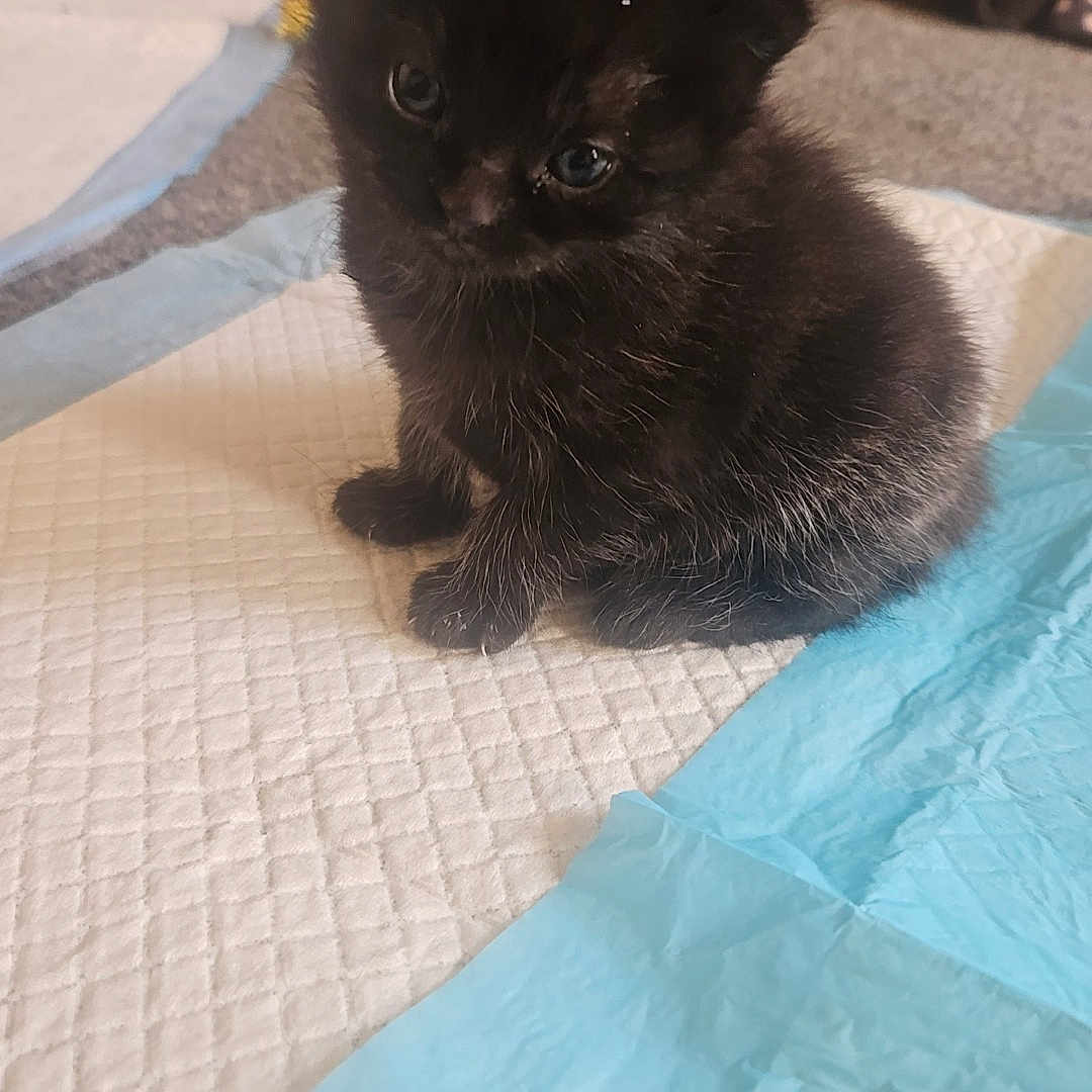 Binx is registered to the contest to win money with this photo: animal, ball, bed, bedroom, blackcat, blanket, cat, cushion, football, furniture, homedecor, indoors, kitten, manx, pet, quilt, room, soccer, soccerball, sport