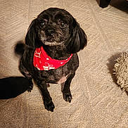 Maxwell is registered to the contest to win money with this photo: attentive, bandana, black_dog, carpet, companion, cozy, cute, dog, domestic_animal, fluffy, furniture_leg, indoor, living_room, looking_up, paw, pet, pet_bed, red_bandana, small_dog, tail