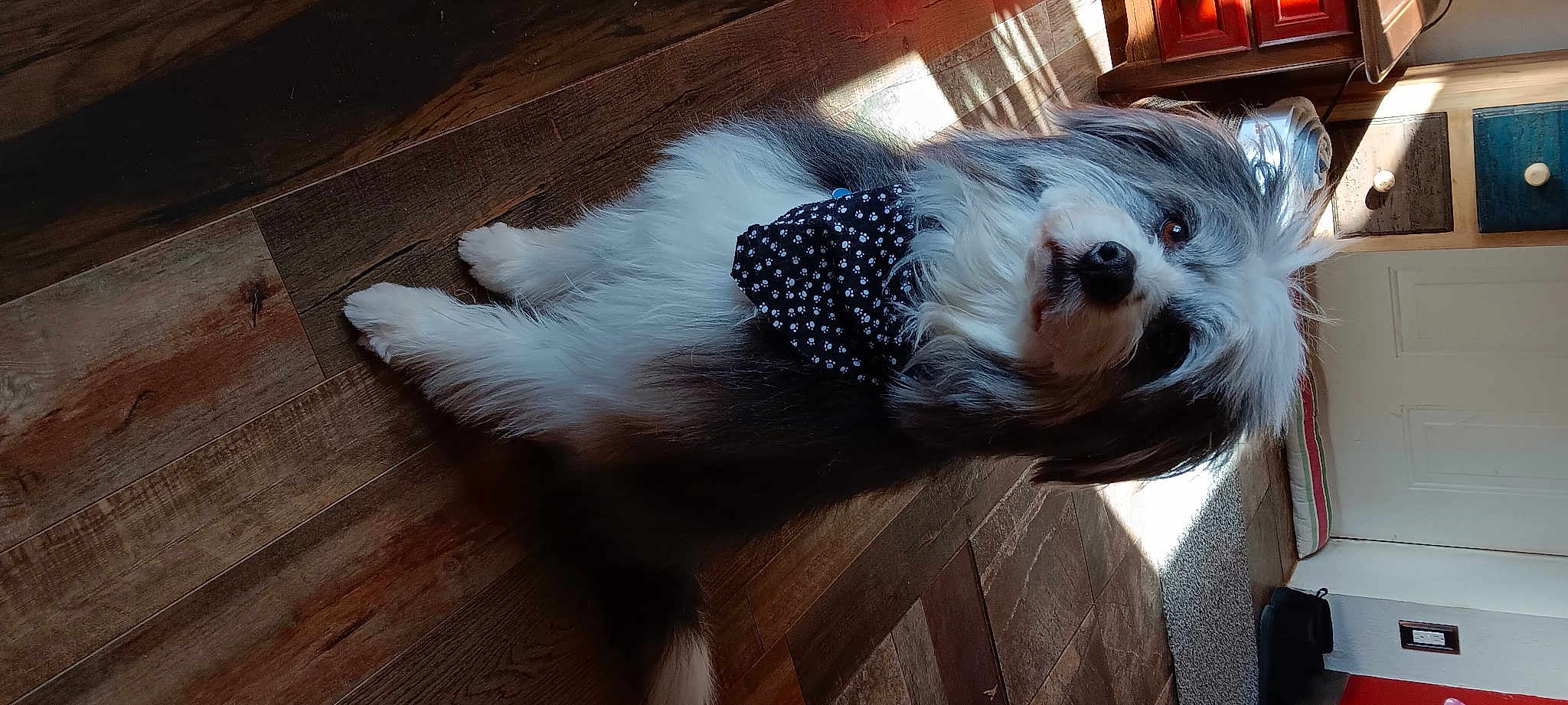 Duke