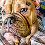 Sexy joined the competition — help win amazing prizes! dog, close_up, brown_dog, wrinkled_face, false_eyelashes, pet, indoor, plaid_blanket, cute, funny, animal, face, ears, nose, fur, expression, eyes, sitting, portrait, domestic_animal