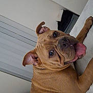 Sexy joined the competition — help win amazing prizes! dog, brown_dog, pet, indoor, bed, tongue_out, playful, canine, looking_back, ears_up, fur, animal, cute, companion, resting, home, curious, expression, mammal, domestic_animal