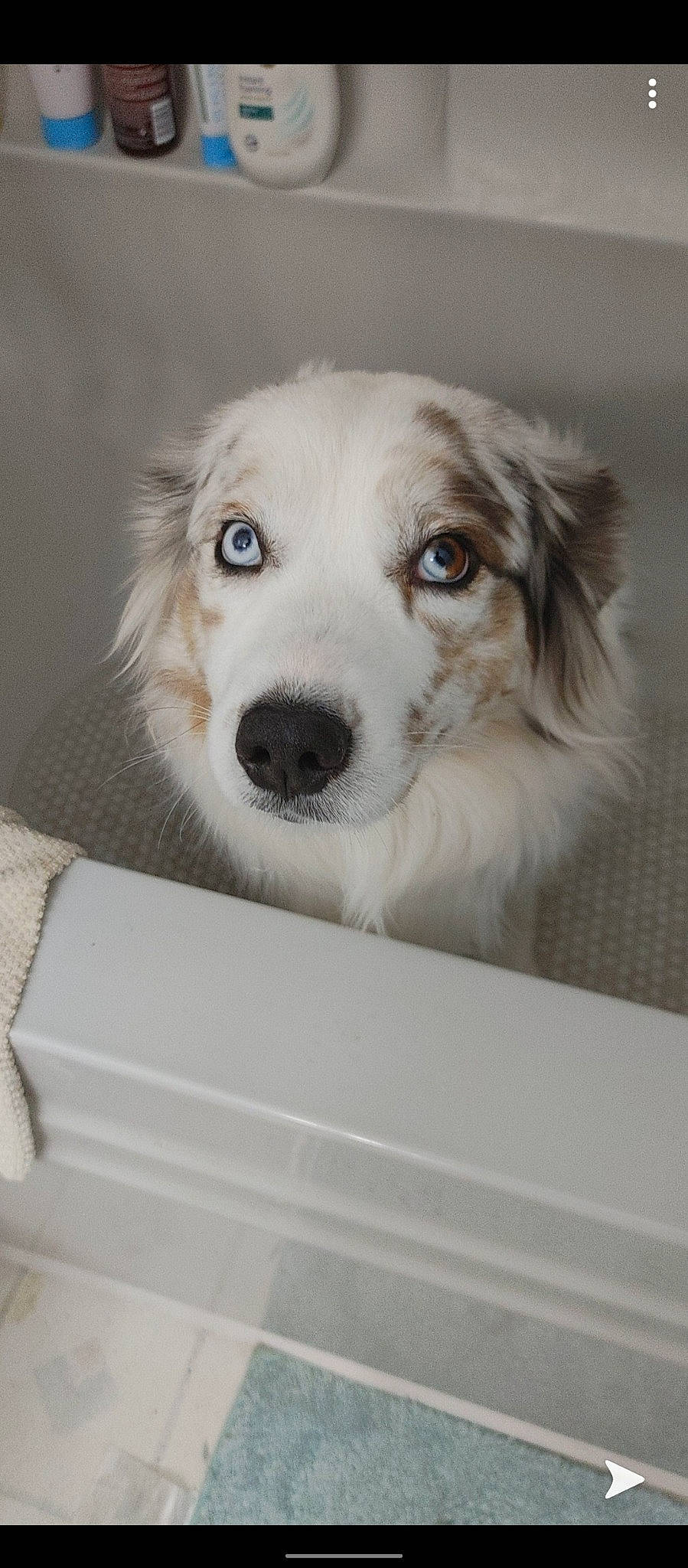 Zoee Blu Aka Tootie joined the competition — help win amazing prizes! box, canidae, carnivore, companion_dog, dog, dog_breed, fur, iris, mammal, pet_supply, retriever, shipping_box, snout, sporting_group, vertebrate, whiskers, working_animal, working_dog