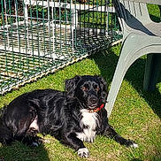 Titi a rejoint le concours — aidez-le/la à gagner de superbes lots ! dog, black_dog, white_fur, grass, outdoor, sunlight, plastic_chair, cage, pet, animal, relaxed, daylight, collar, nature, garden, shadow, fence, summer, canine, resting