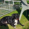 dog, black_dog, white_fur, grass, outdoor, sunlight, plastic_chair, cage, pet, animal, relaxed, daylight, collar, nature, garden, shadow, fence, summer, canine, resting