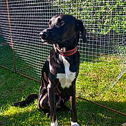 Shadow participe au concours pour gagner de l'argent avec cette photo : dog, black_dog, white_patches, grass, outdoor, sunlight, fence, pet, collar, animal, canine, nature, greenery, daylight, sitting, watching, wire_fence, portrait, leisure, domestic_animal