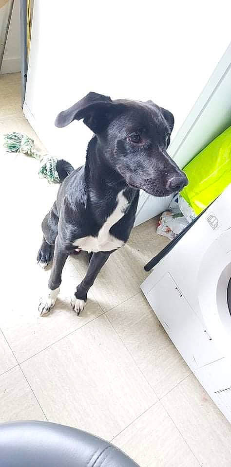 Shadow a rejoint le concours — aidez-le/la à gagner de superbes lots ! borador, carnivore, clothes_dryer, collar, companion_dog, dog, dog_breed, dog_supply, floor, flooring, fur, guard_dog, machine, pet_supply, plant, sporting_group, tail, washing_machine, whiskers, working_animal