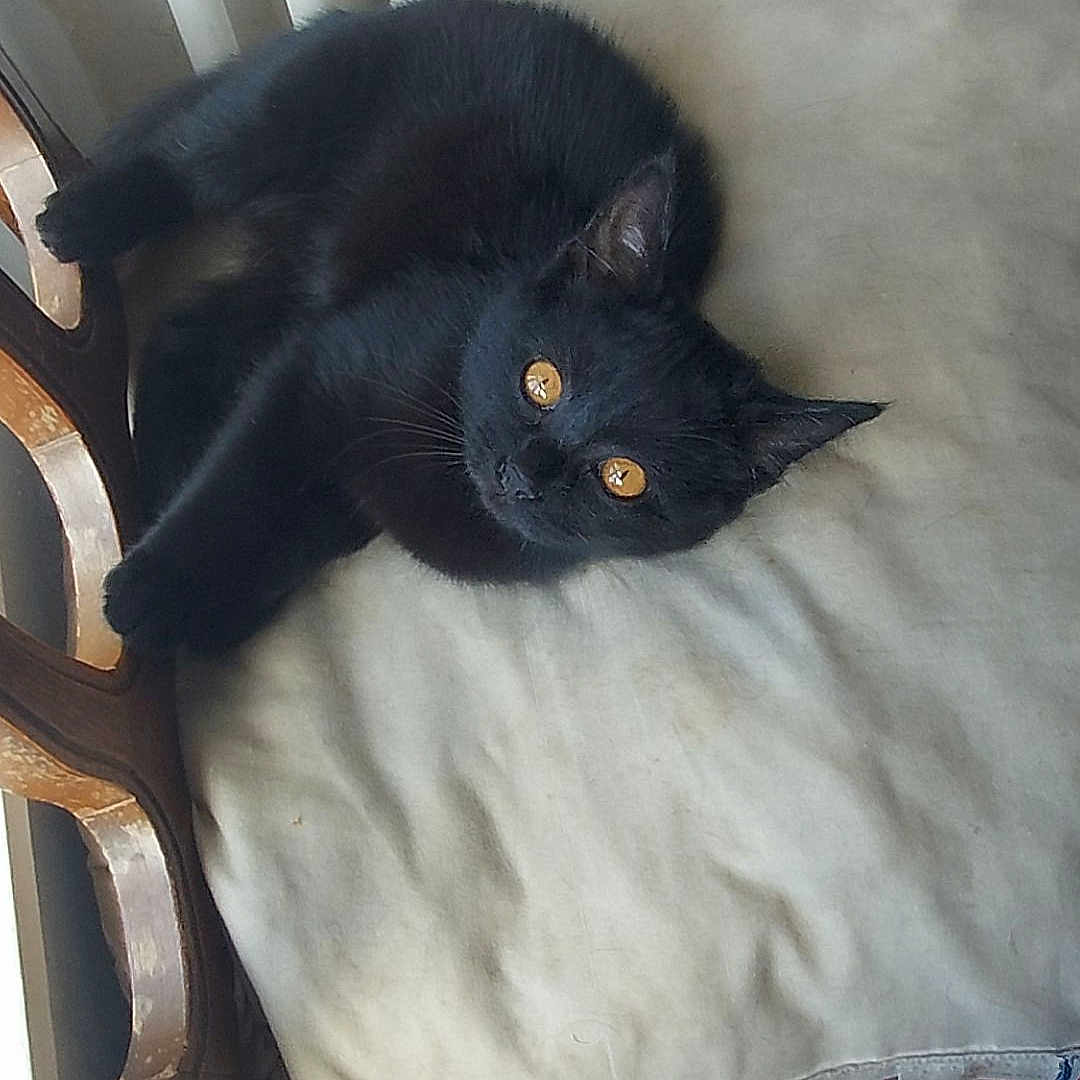 Luna a rejoint le concours — aidez-le/la à gagner de superbes lots ! black_cat, cat, pet, animal, chair, cushion, window, vertical_blinds, indoor, furniture, relaxed, amber_eyes, looking_up, wooden_chair, domestic_cat, resting, cozy, light, curious, home