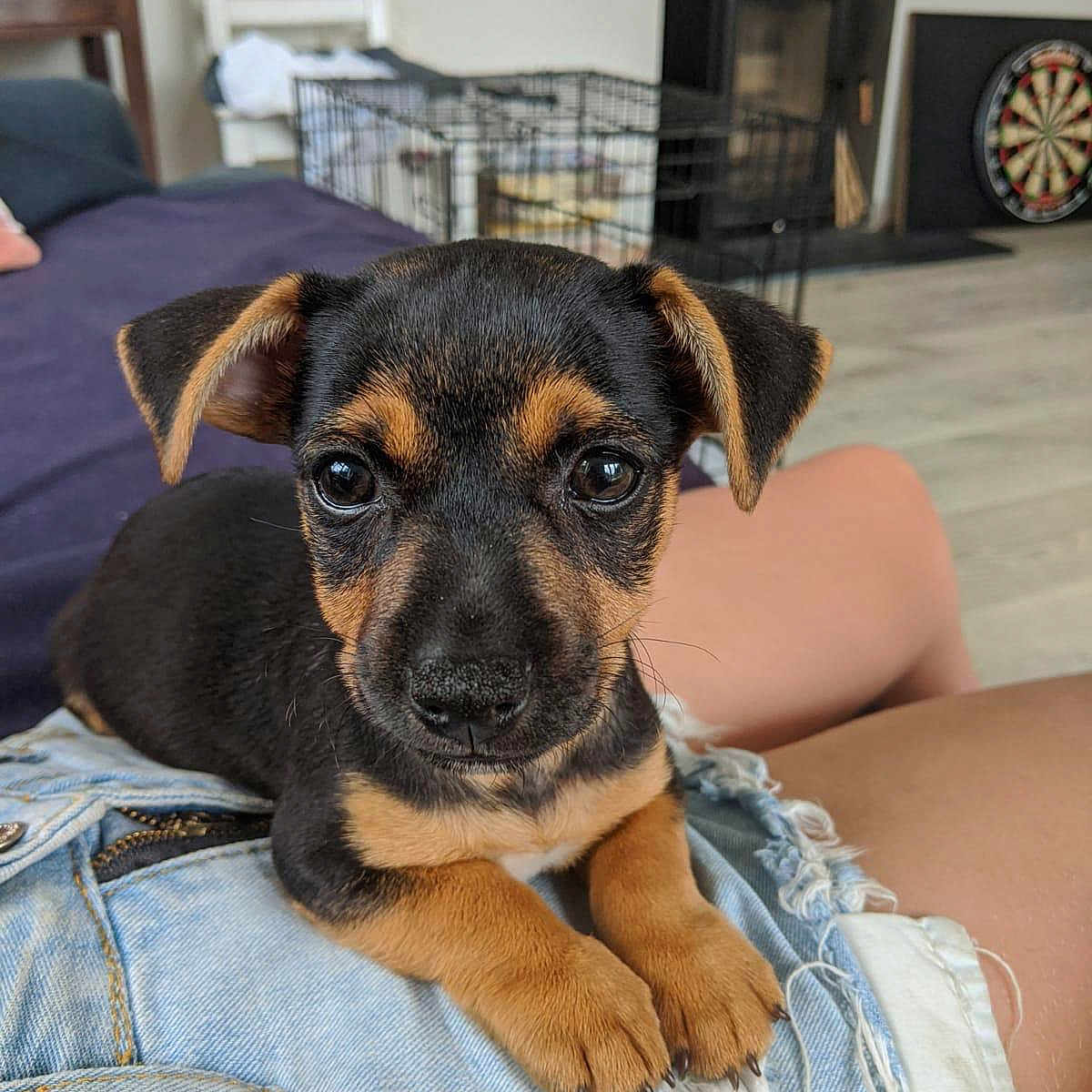 Rocky joined the competition — help win amazing prizes! animal, black_and_tan, close_up, clothing, crate, cute, dartboard, denim, dog, domestic_animal, floor, furniture, indoor, lap, person, pet, puppy, resting, small_dog, young