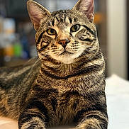 Atlis is registered to the contest to win money with this photo: cat, tabby, pet, animal, feline, portrait, closeup, whiskers, ears, fur, striped, relaxed, indoor, resting, looking, focus, mammal, cute, domestic, lying