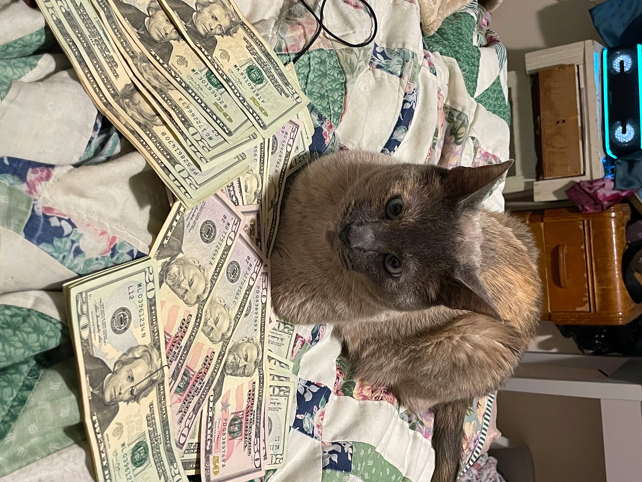 Scrambles joined the competition — help win amazing prizes! banknote, box, carnivore, cash, cat, currency, dollar, domestic_short_haired_cat, fawn, felidae, fur, money, money_handling, pattern, saving, small_to_medium_sized_cats, textile, whiskers, wool, working_animal