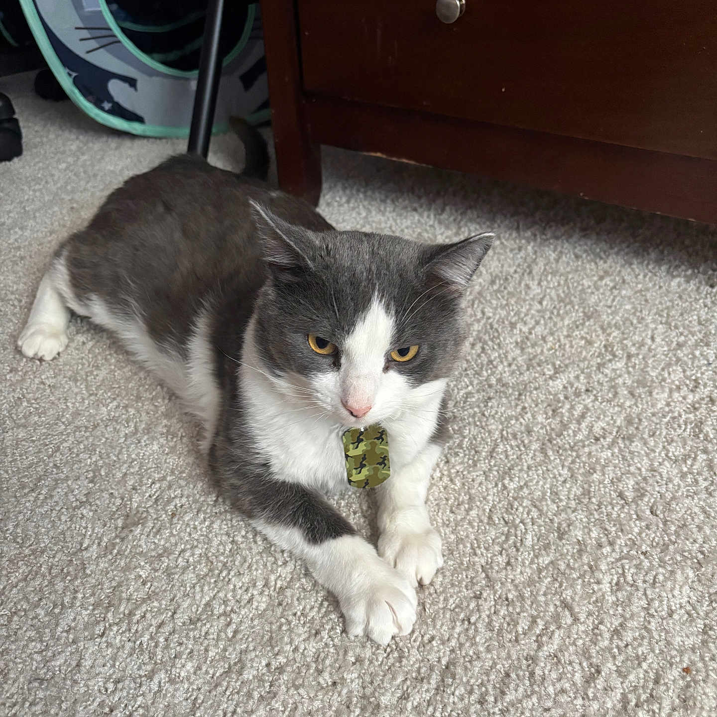 Jack Jack is registered to the contest to win money with this photo: cat, gray_cat, white_cat, carpet, indoor, furniture, wooden_furniture, cat_tag, camouflage, pet, relaxed, animal, mammal, domestic_cat, floor, cute, whiskers, ears, paws, resting