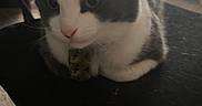Jack Jack joined the competition — help win amazing prizes! cat, indoor, chair, office_chair, gray_cat, white_cat, pet, feline, animal, carpet, collar, tag, fur, resting, domestic_animal, cute, looking_away, cozy, home, relaxed