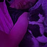 Jack Jack is registered to the contest to win money with this photo: person, cat, sleeping, bed, blanket, pillow, indoor, purple_light, cozy, resting, animal, human, nighttime, comfort, fur, peaceful, closeup, relaxation, cute, domestic
