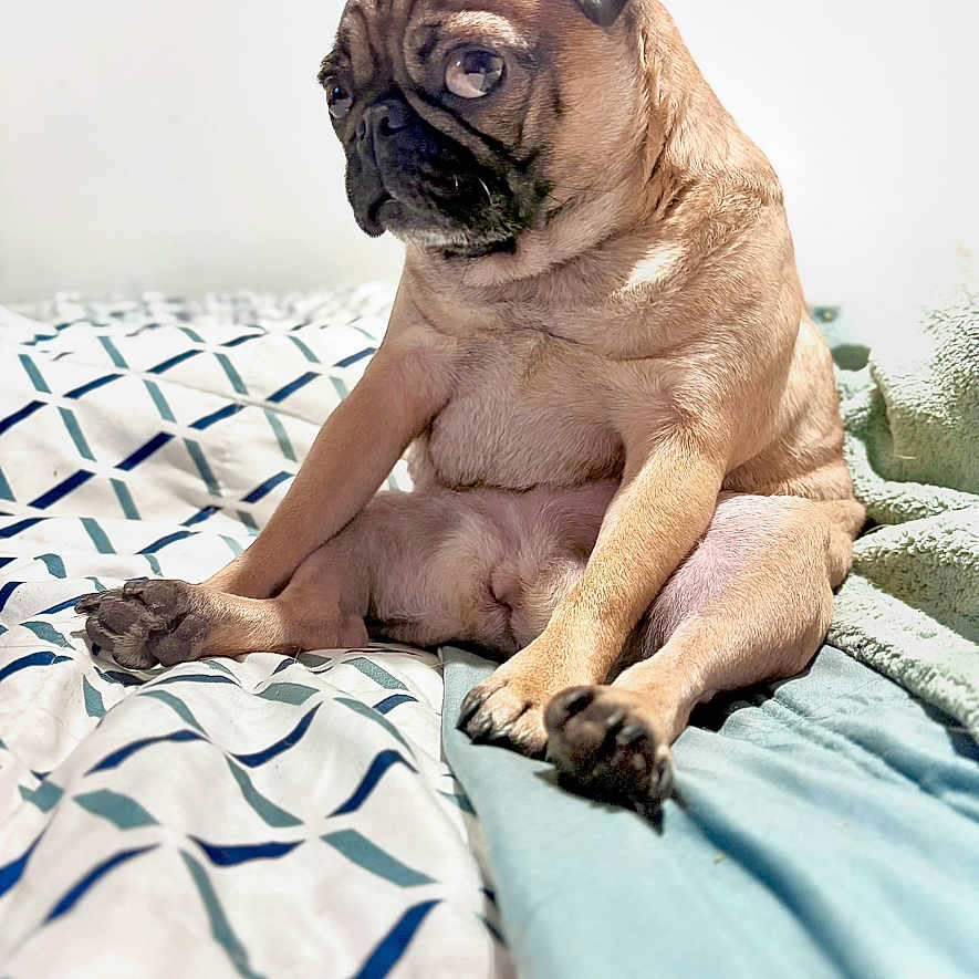 Dollie joined the competition — help win amazing prizes! animal, bed, blanket, canine, comfort, cute, dog, ears, expression, fur, home, indoor, looking_away, paw, pet, portrait, pug, resting, sitting, snout