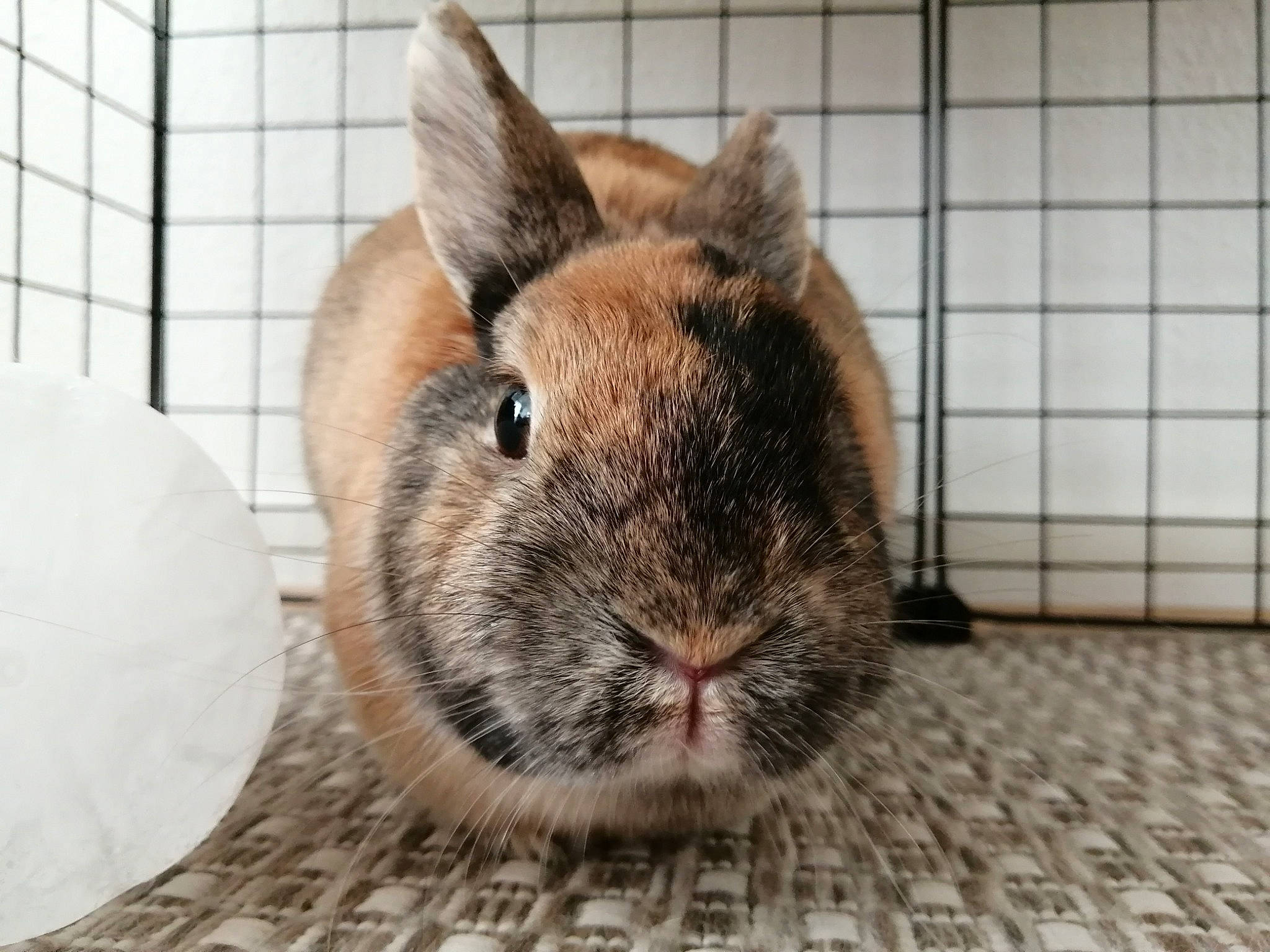 Jelly a rejoint le concours — aidez-le/la à gagner de superbes lots ! animal_shelter, beige, degu, domestic_rabbit, ear, fawn, fur, hare, mammal, nose, organism, rabbit, rabbits_and_hares, skin, snout, whiskers, wildlife, wood_rabbit