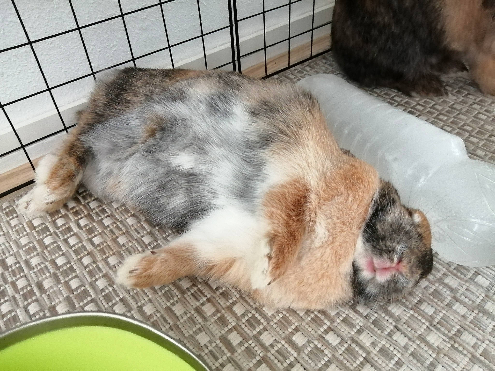 Jelly a rejoint le concours — aidez-le/la à gagner de superbes lots ! animal_shelter, canidae, carnivore, cat, european_shorthair, felidae, fur, kitten, norwegian_forest_cat, rabbit, sleep, small_to_medium_sized_cats, whiskers