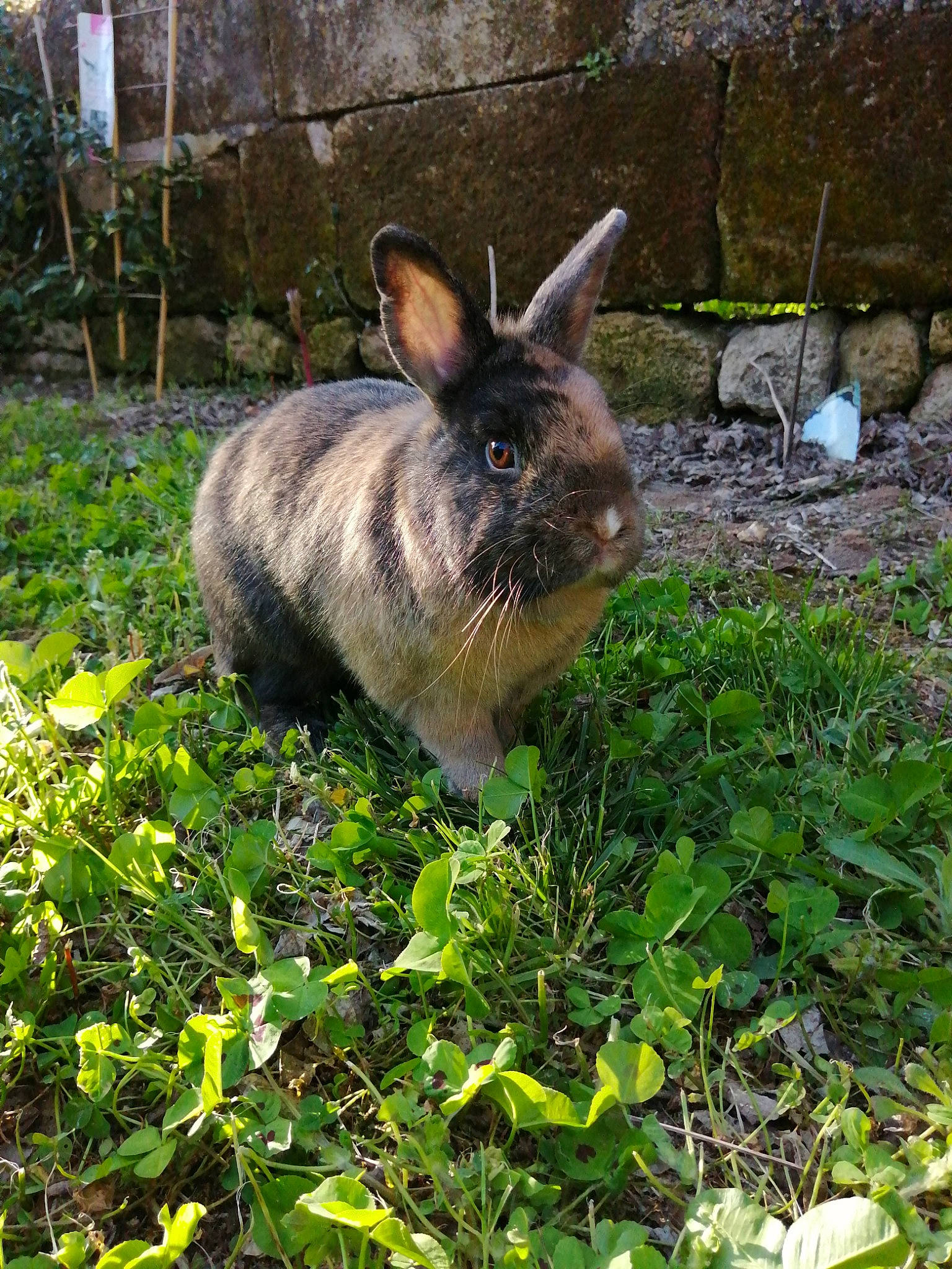 Ali a rejoint le concours — aidez-le/la à gagner de superbes lots ! domestic_rabbit, ear, fawn, grass, groundcover, hare, mammal, plant, rabbit, rabbits_and_hares, whiskers, wildlife, wood_rabbit