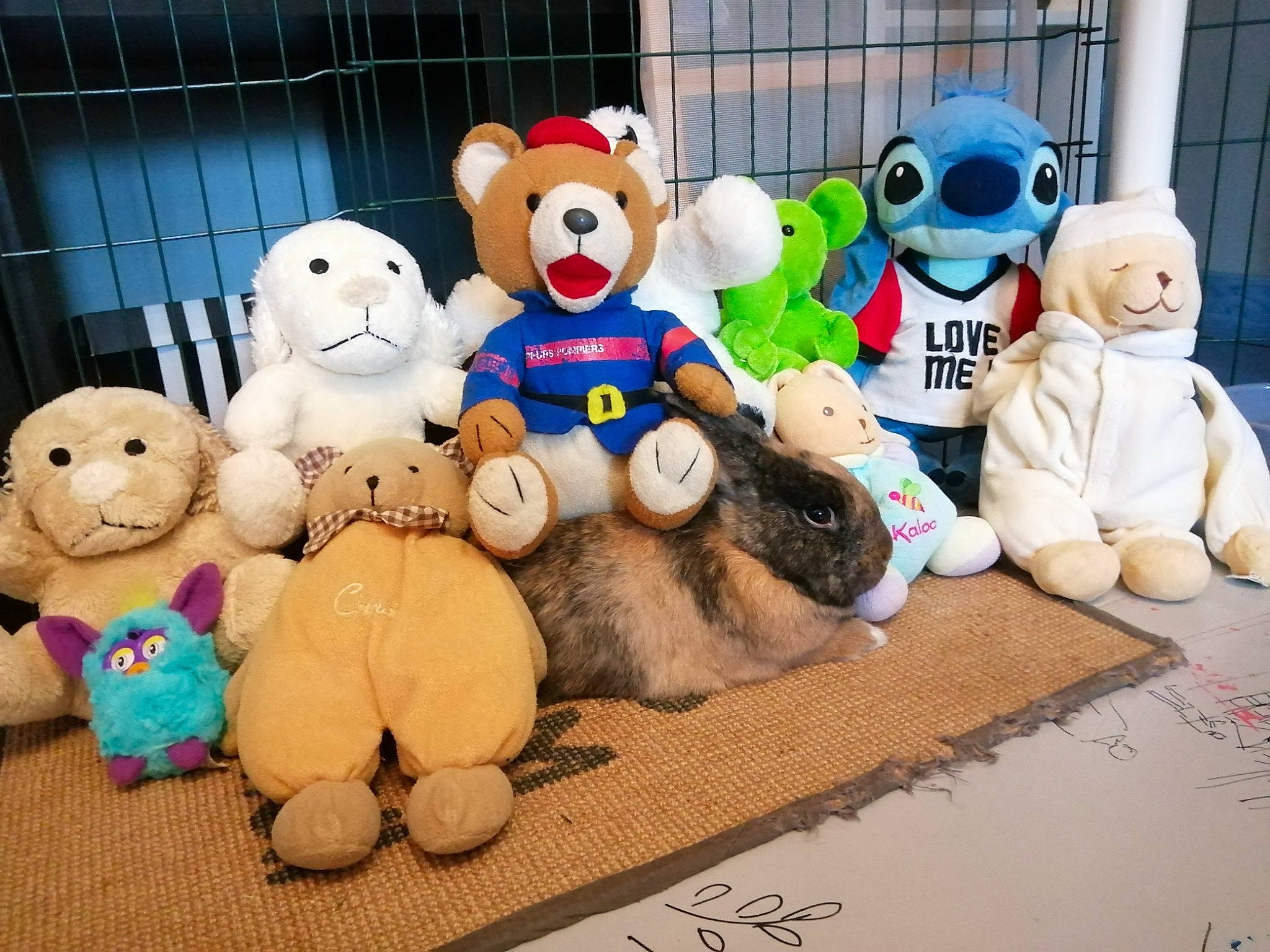 Ali a rejoint le concours — aidez-le/la à gagner de superbes lots ! bear, cartoon, collection, plush, stuffed_toy, teddy_bear, textile, toy