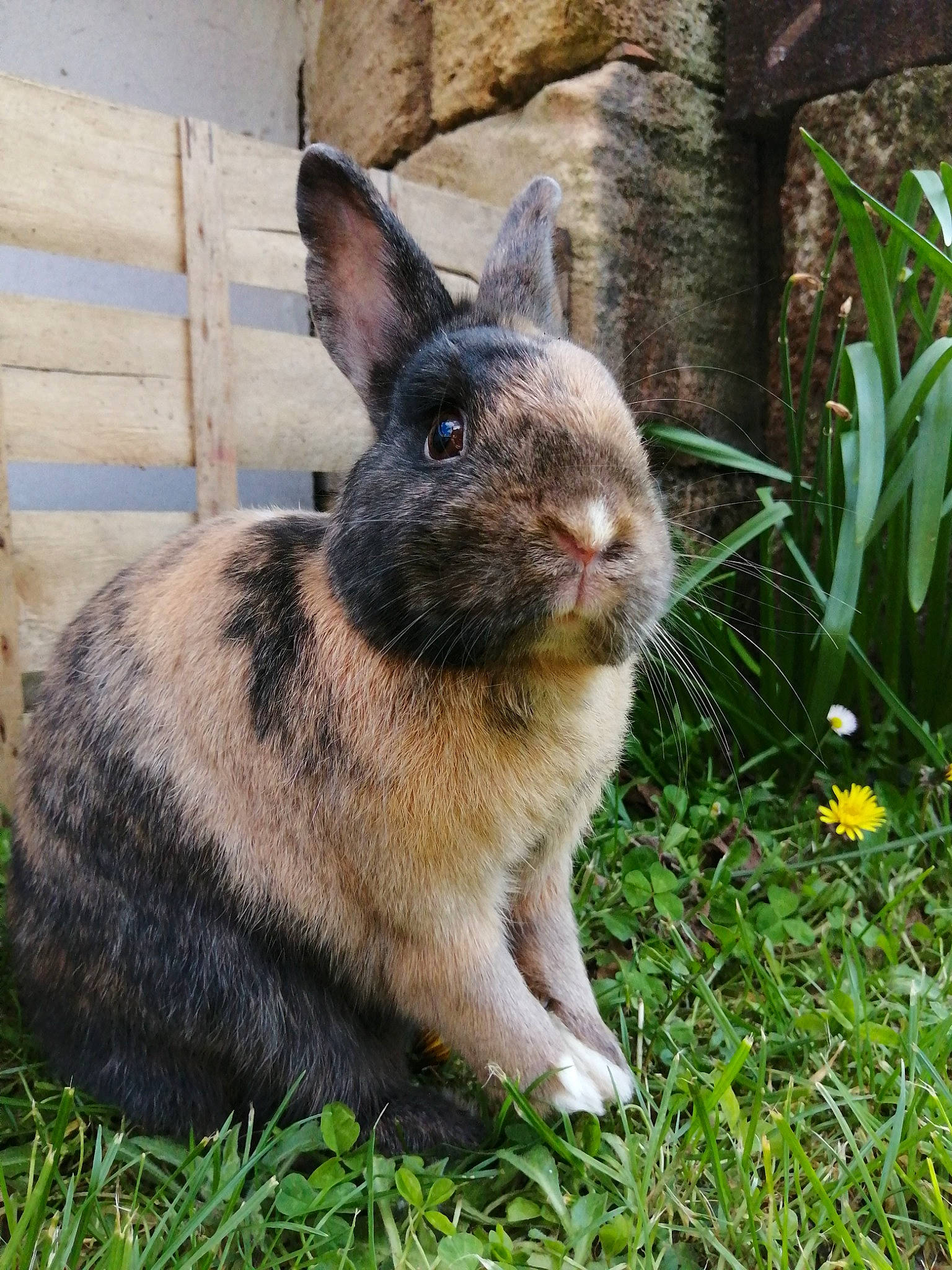 Ali a rejoint le concours — aidez-le/la à gagner de superbes lots ! domestic_rabbit, ear, fawn, grass, hare, lower_keys_marsh_rabbit, mammal, organism, plant, rabbit, rabbits_and_hares, snout, snowshoe_hare, vertebrate, whiskers, wildlife, wood_rabbit