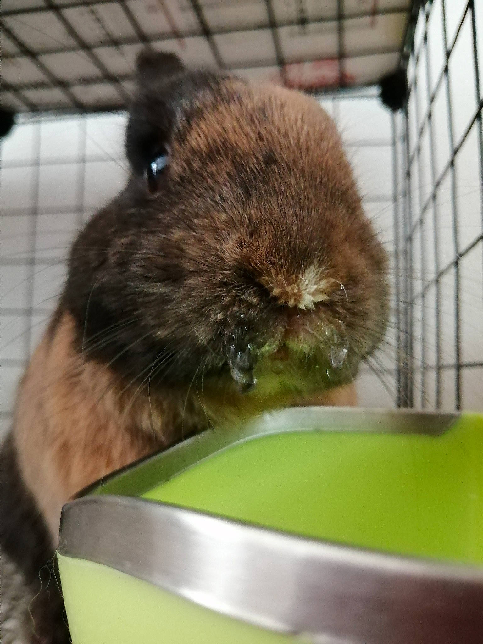 Ali participe au concours pour gagner de l'argent avec cette photo : degu, domestic_rabbit, fawn, guinea_pig, mammal, rabbit, rabbits_and_hares, rodent, whiskers